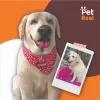 Pet Model