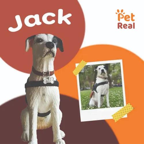 Pet Model