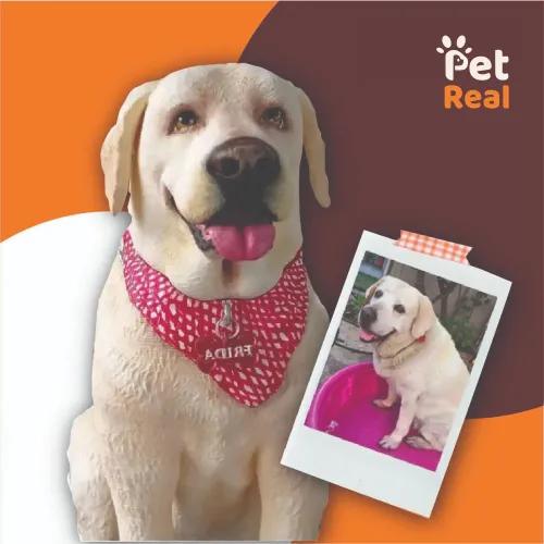 Pet Model