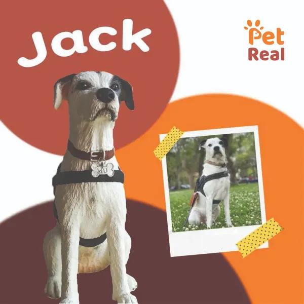 Pet Model